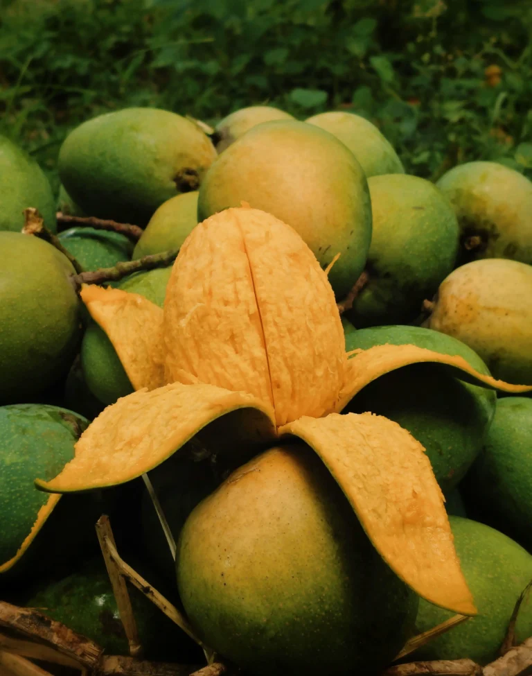 হিমসাগর আম (আমের রাজা)