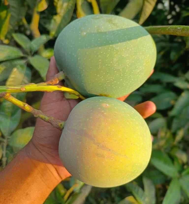 ফ্রেশ গোবিন্দভোগ আম