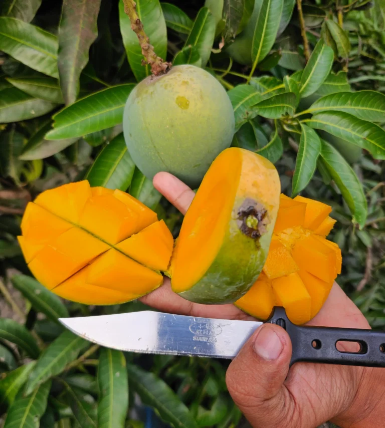 হিমসাগর আম (আমের রাজা)