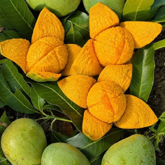 হিমসাগর আম – Himsagar Mango